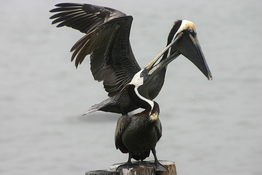 Brown Pelican at Johns Pass, Madeira Beach, Fl