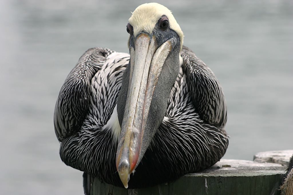 Brown Pelican at Johns Pass, Madeira Beach, Fl.