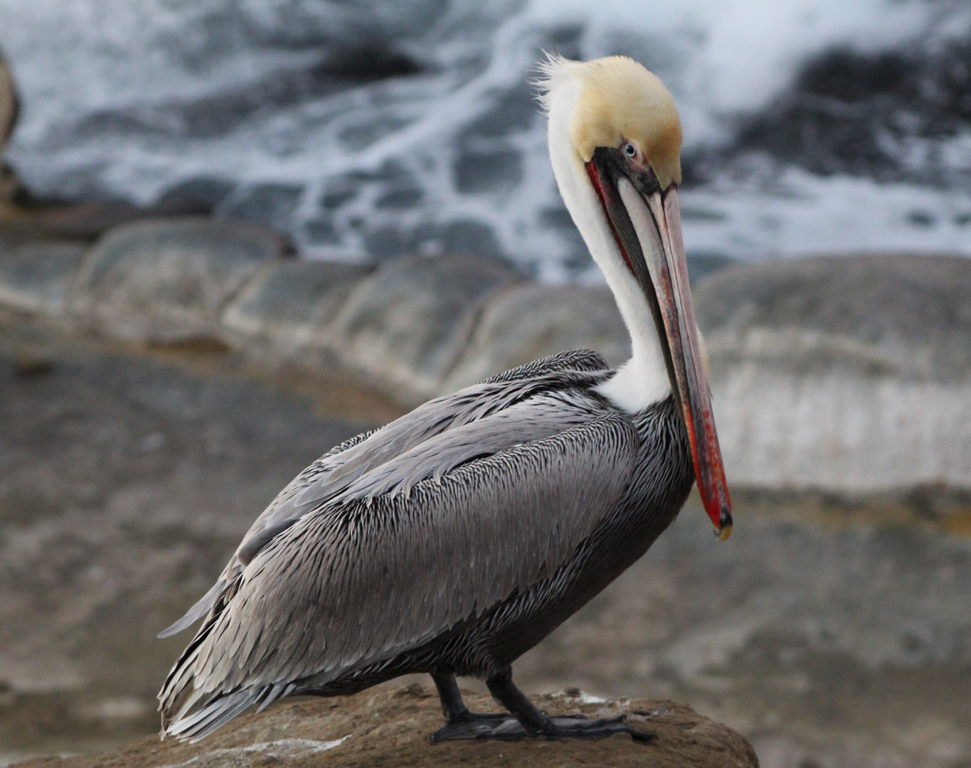 Brown Pelican at La Jolla Cove