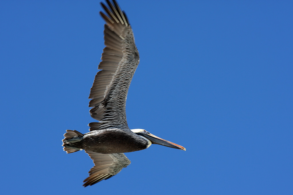 Brown Pelican at Redington Beach, Fl.