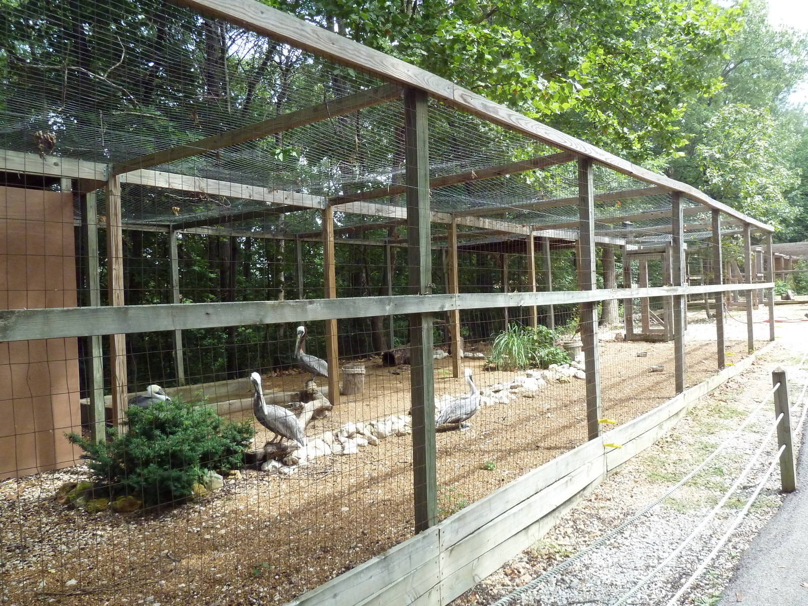 Brown Pelican Aviary