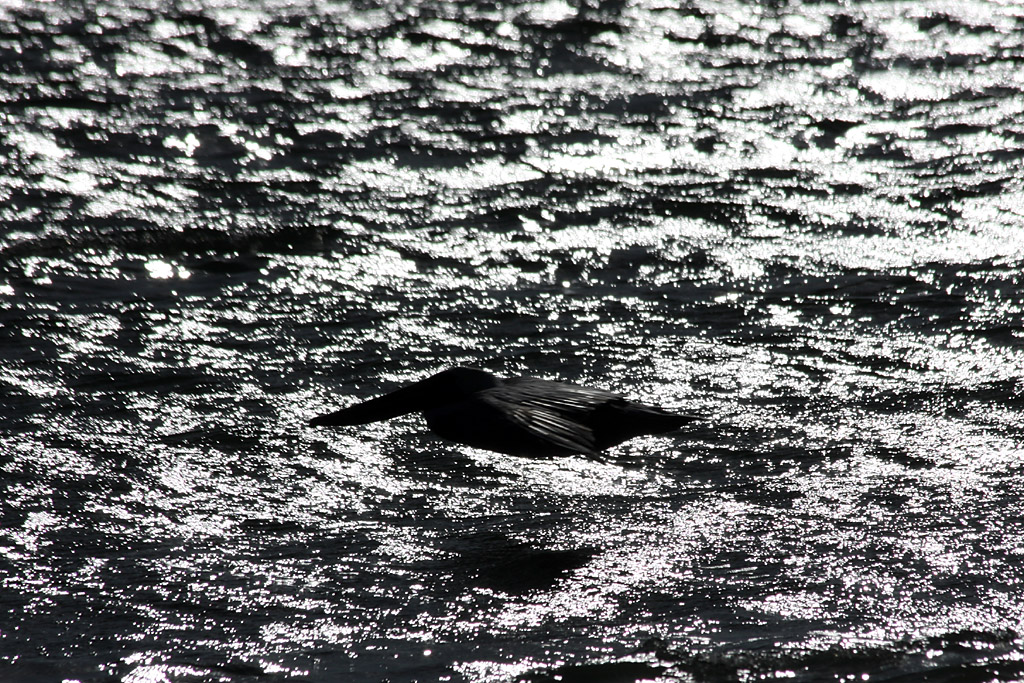 Brown Pelican, Boca Ciega Bay, Fl.