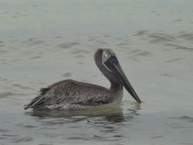 Brown pelican - Cancún, QR Mexico