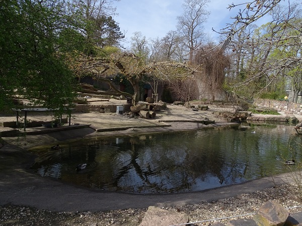 Brown pelican enclosure (04/22)