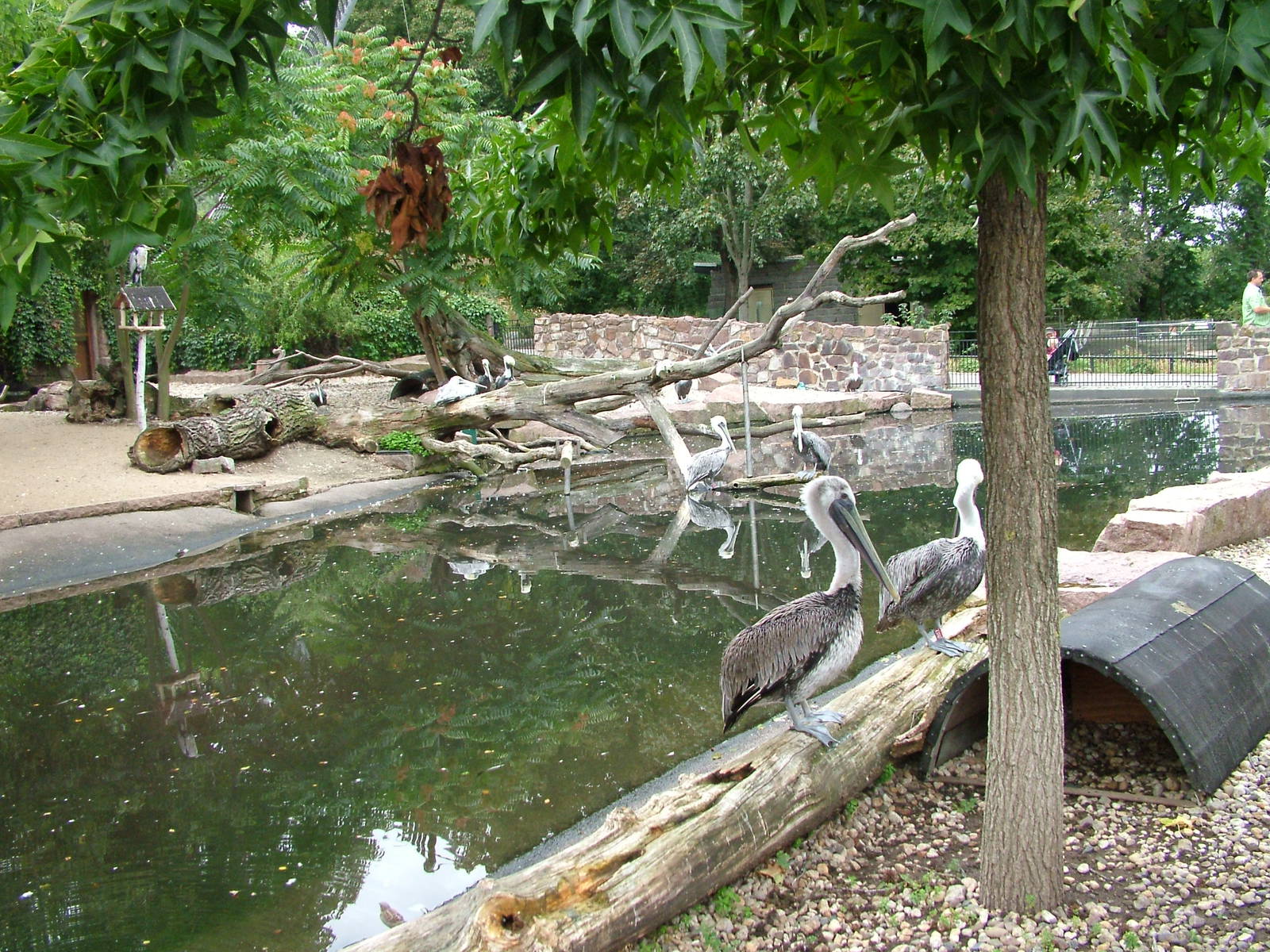 Brown Pelican Exhibit at Halle, 04/09/11