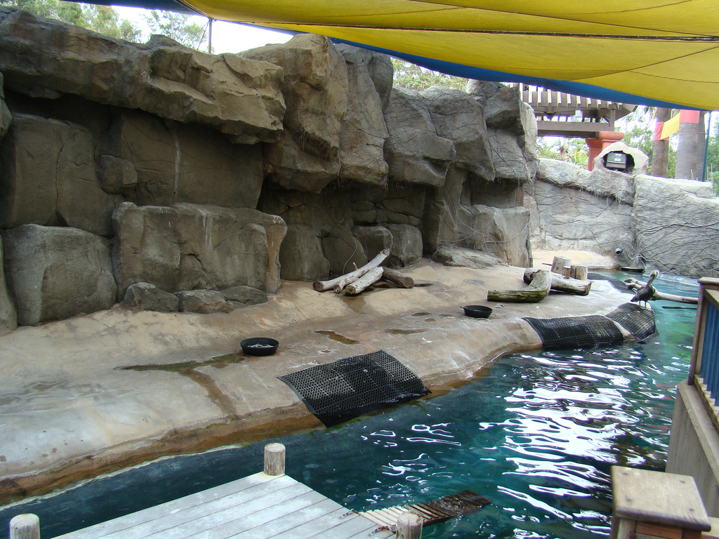 Brown Pelican exhibit at the Los Angeles Zoo