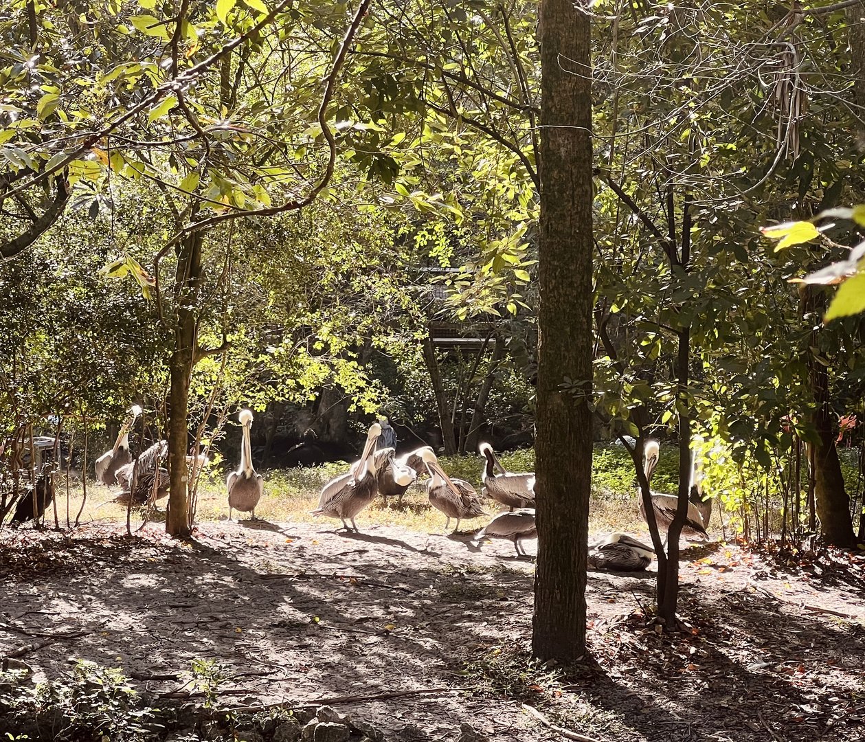 Brown Pelican Exhibit