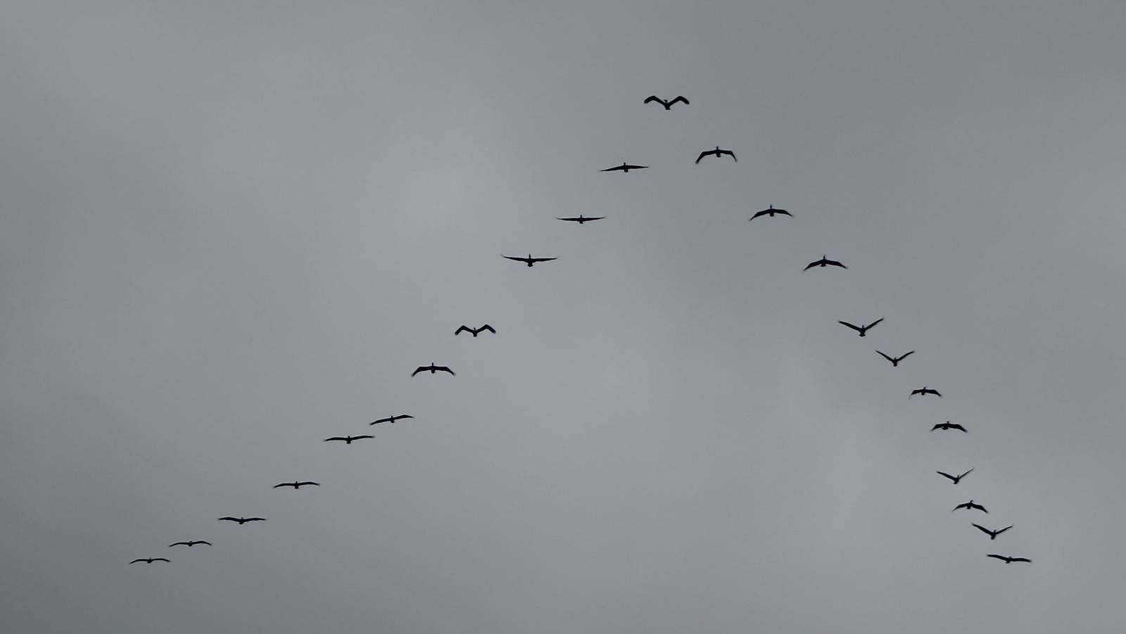 Brown pelican flying in V-formation