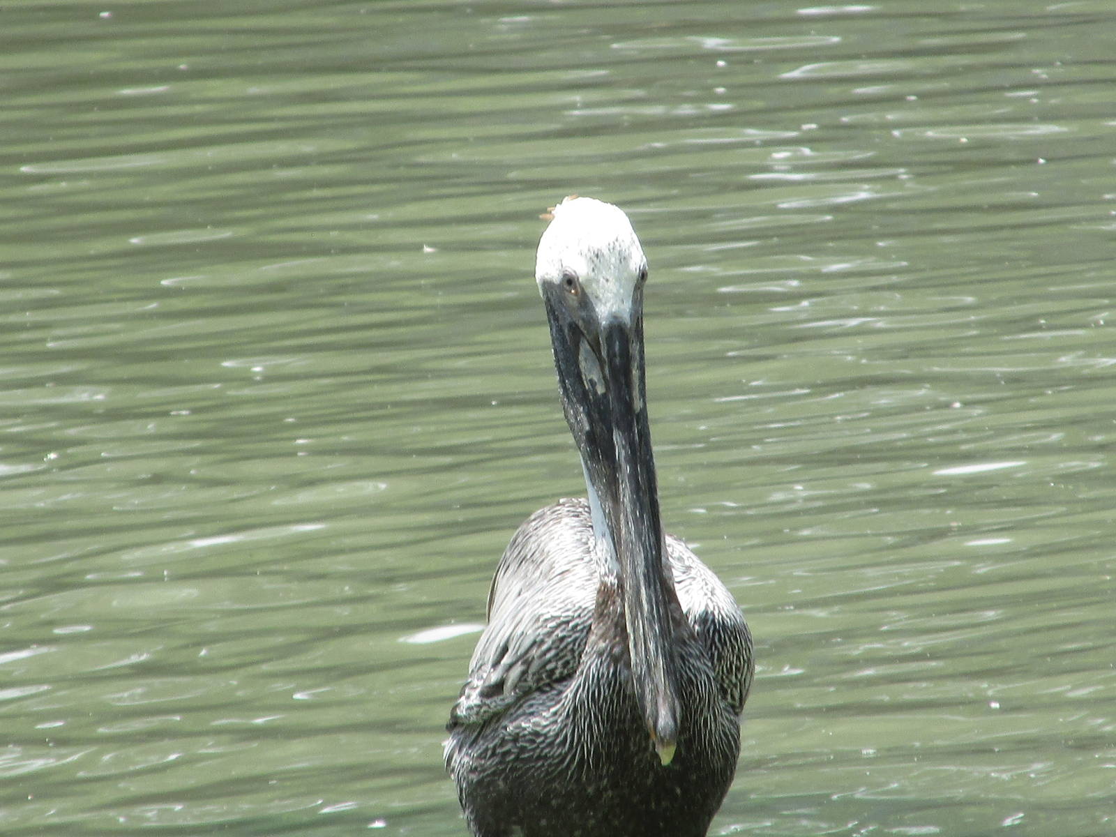 brown pelican houston zoo