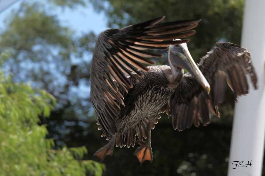 brown pelican in flight