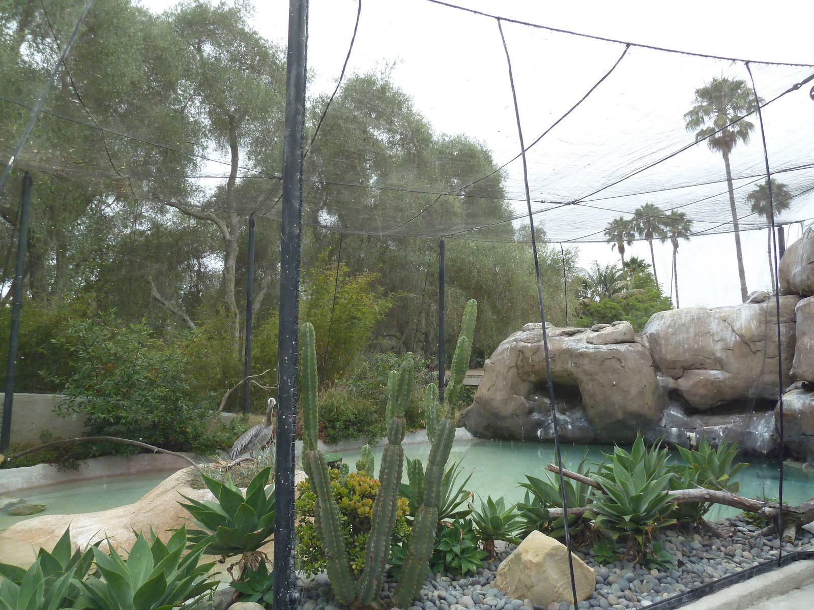 Brown Pelican/Inca Tern Exhibit