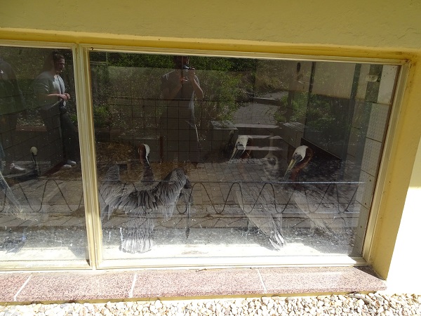 Brown pelican indoor enclosure (04/22)