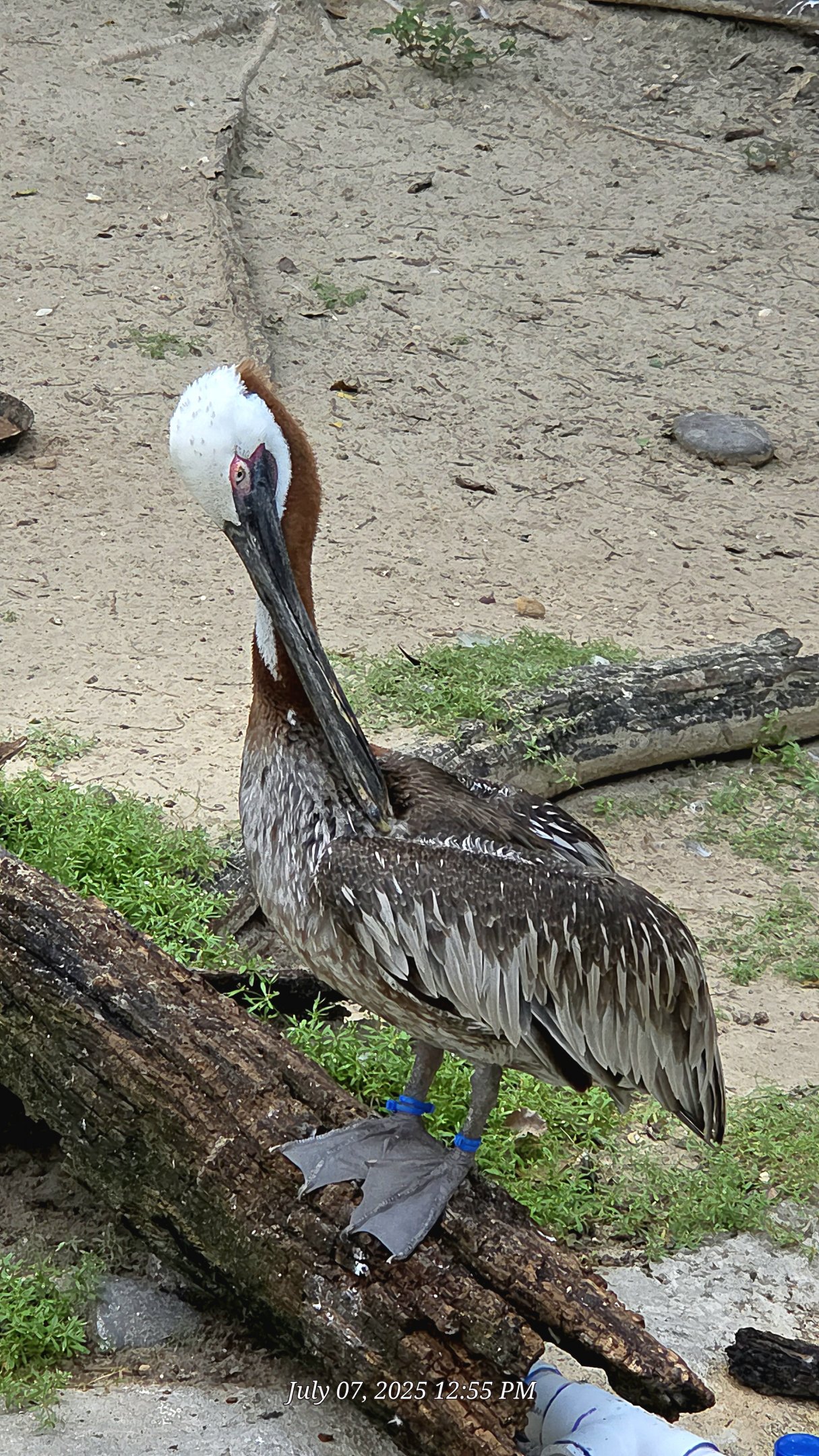 Brown Pelican - July 2025