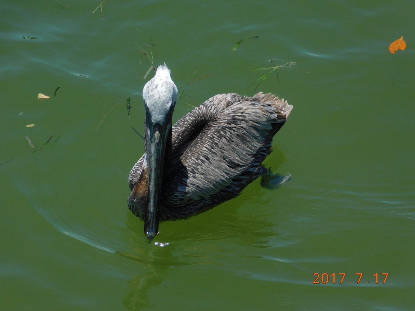 Brown Pelican-Madeira Beach