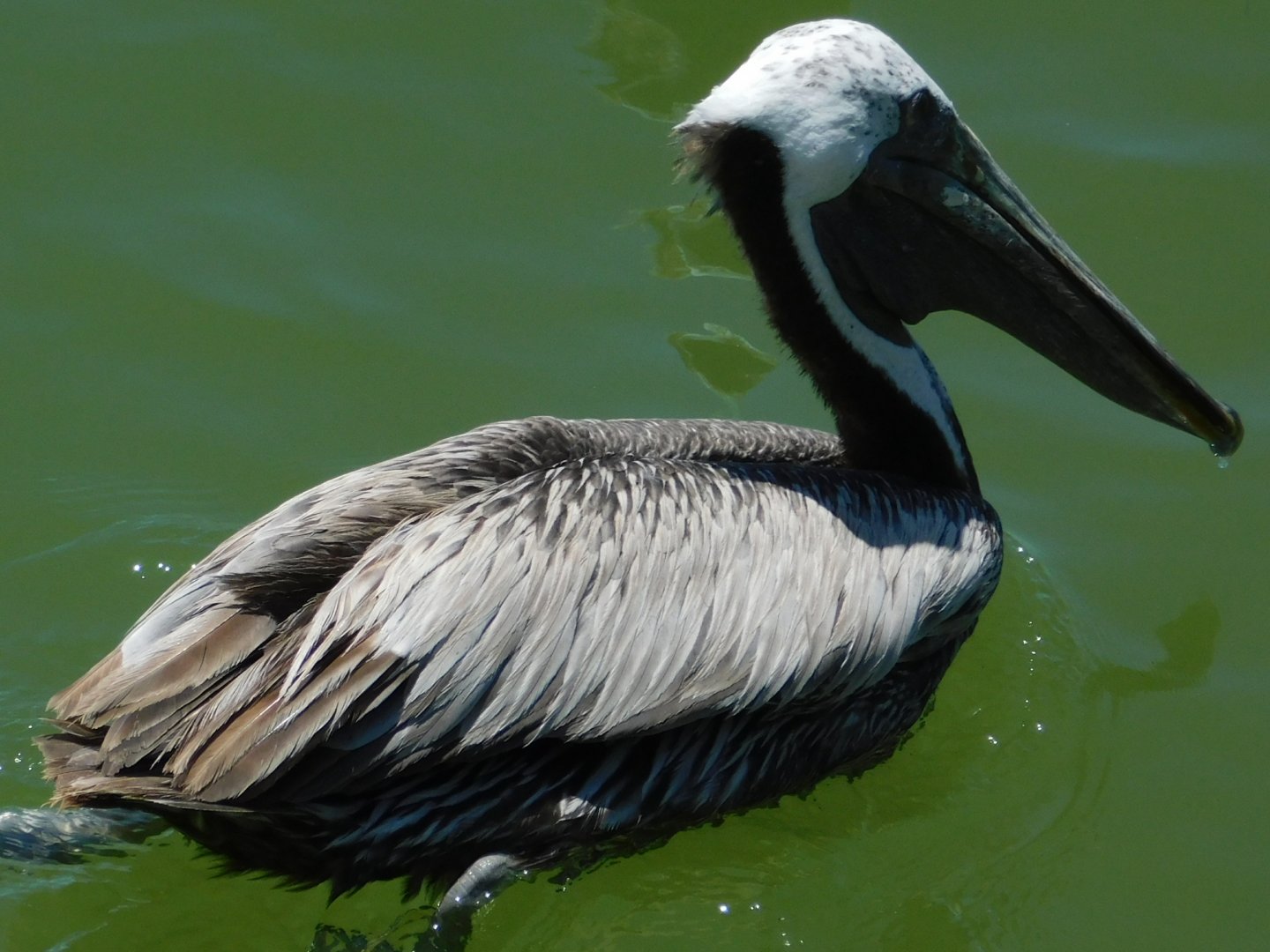 Brown Pelican-Madeira Beach