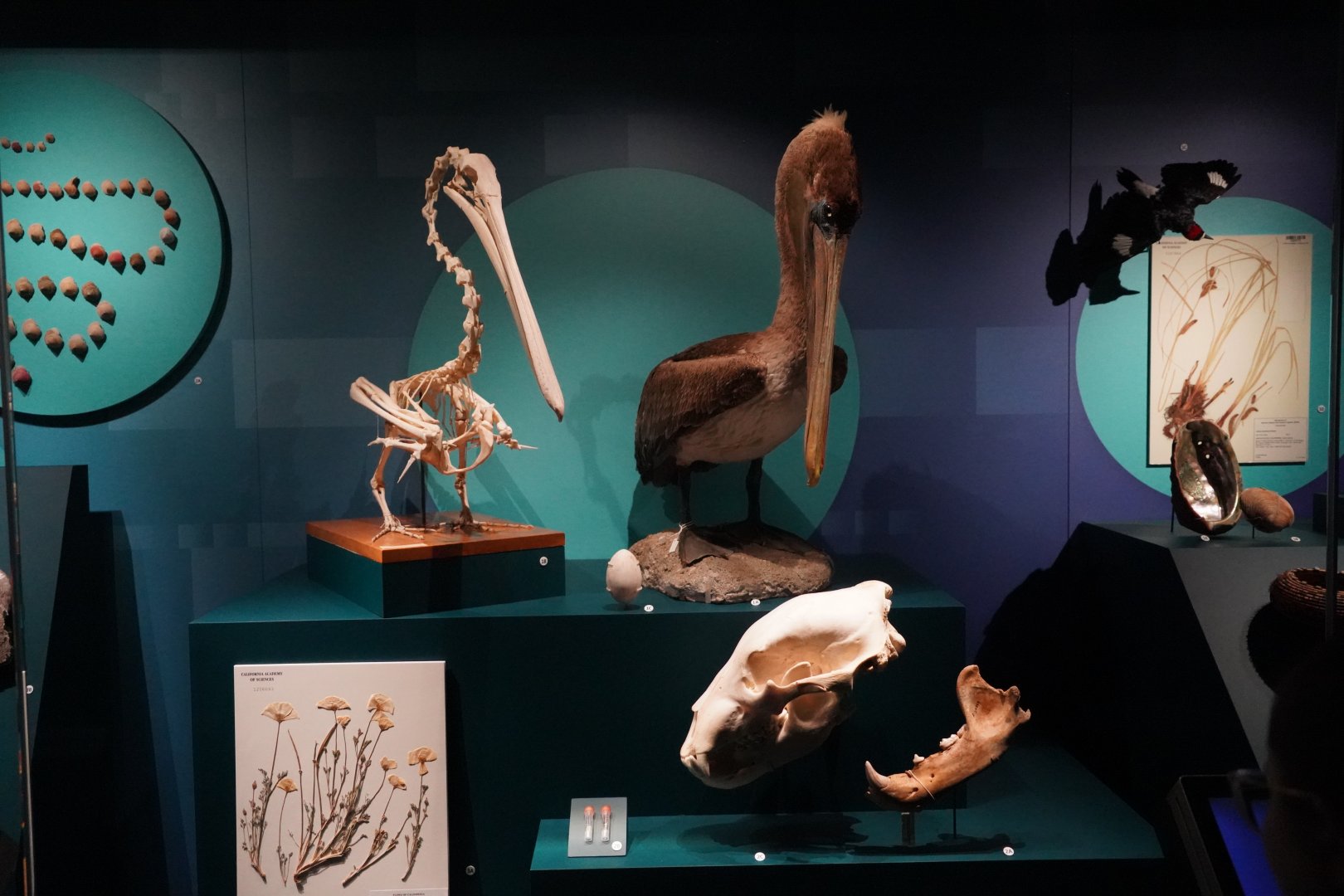 Brown pelican mount and skeleton.