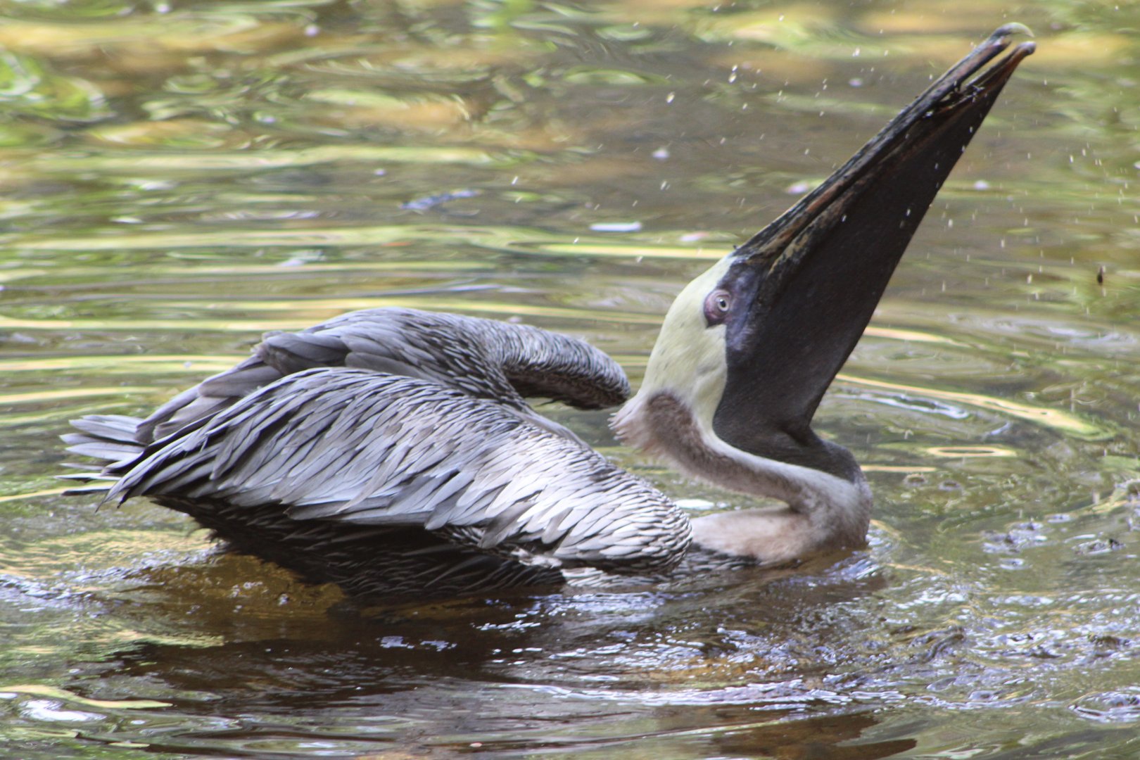 Brown Pelican (Pelecanus occidentalis ssp.)