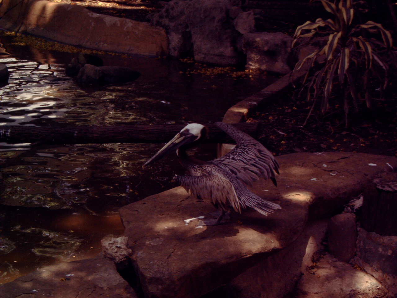 Brown Pelican (Pelecanus occidentalis)