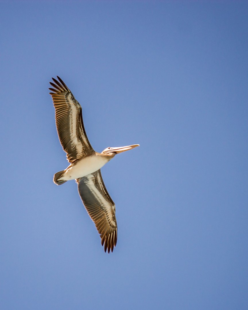 Brown pelican, Pelecanus occidentalis