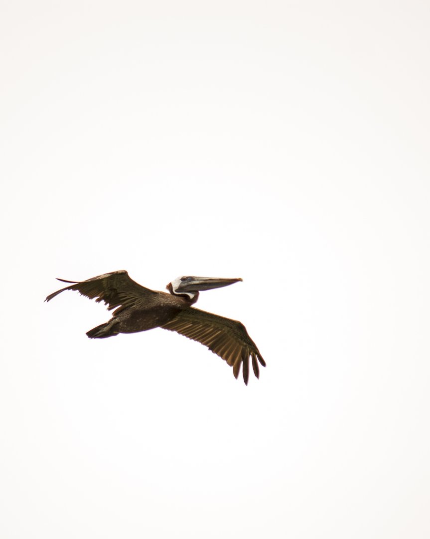Brown pelican, Pelecanus occidentalis