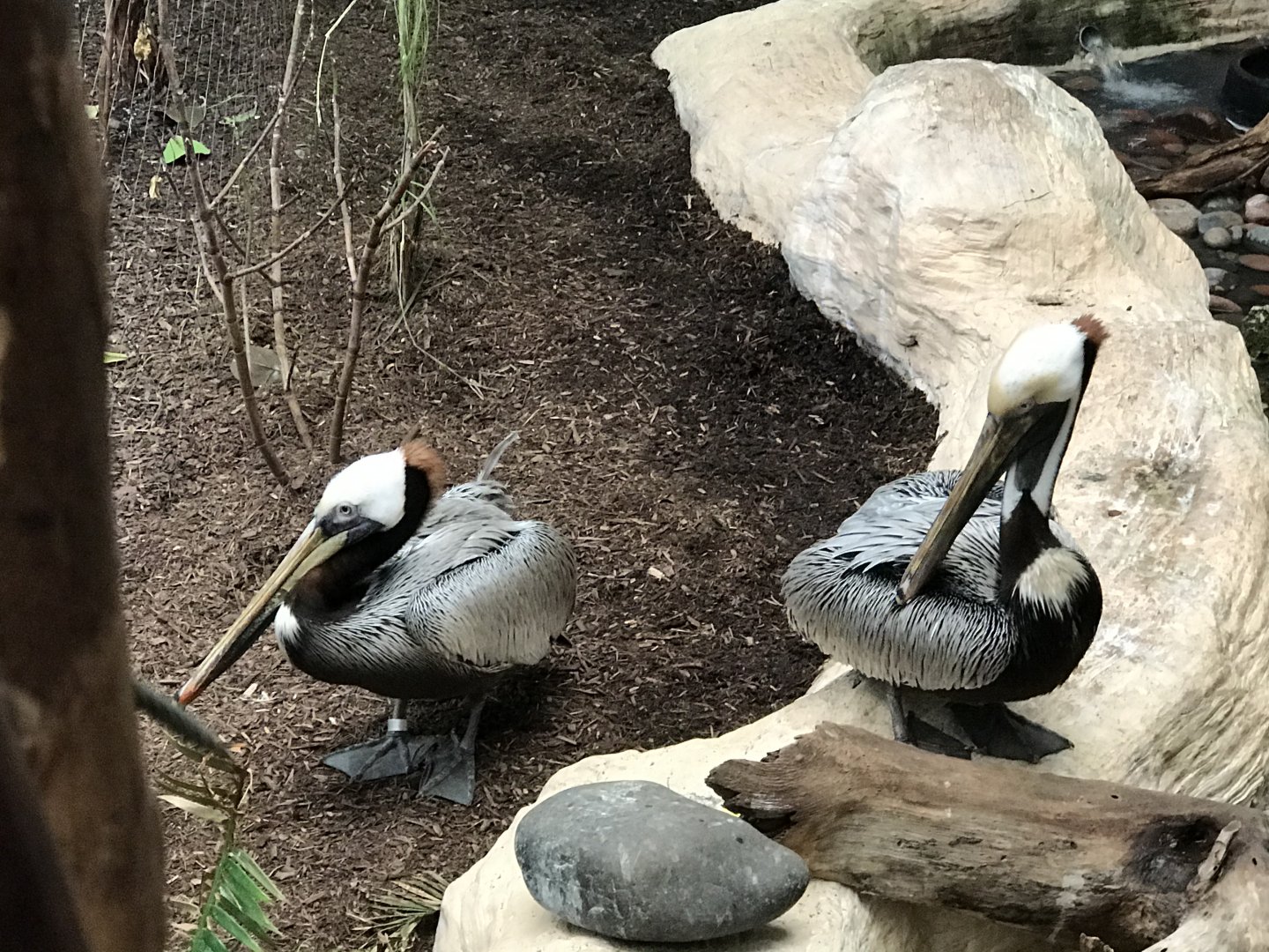 Brown Pelican (Pelecanus occidentalis)