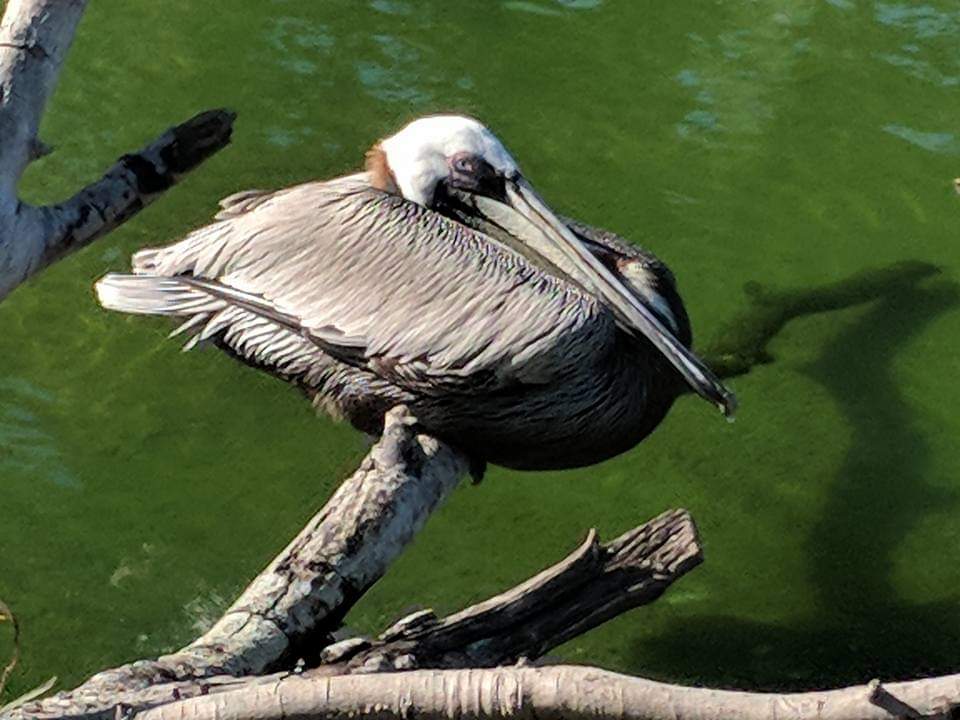 Brown pelican (Pelecanus occidentalis)