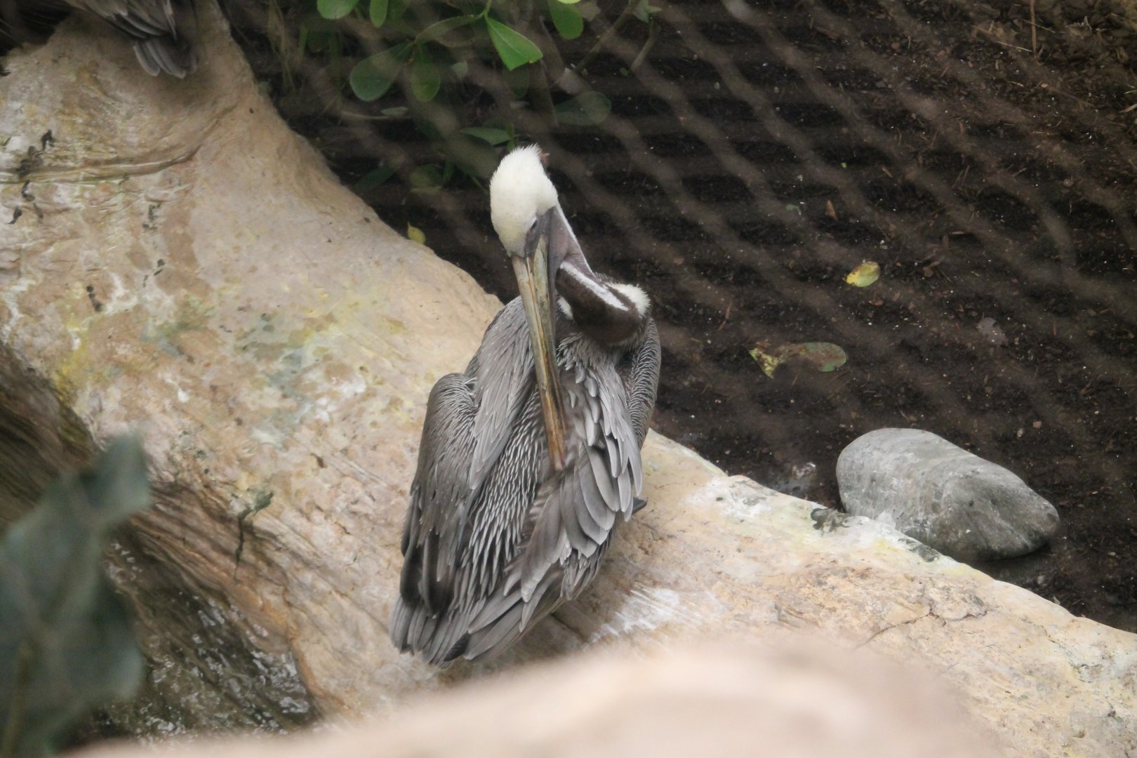 Brown Pelican (Pelecanus occidentalis)
