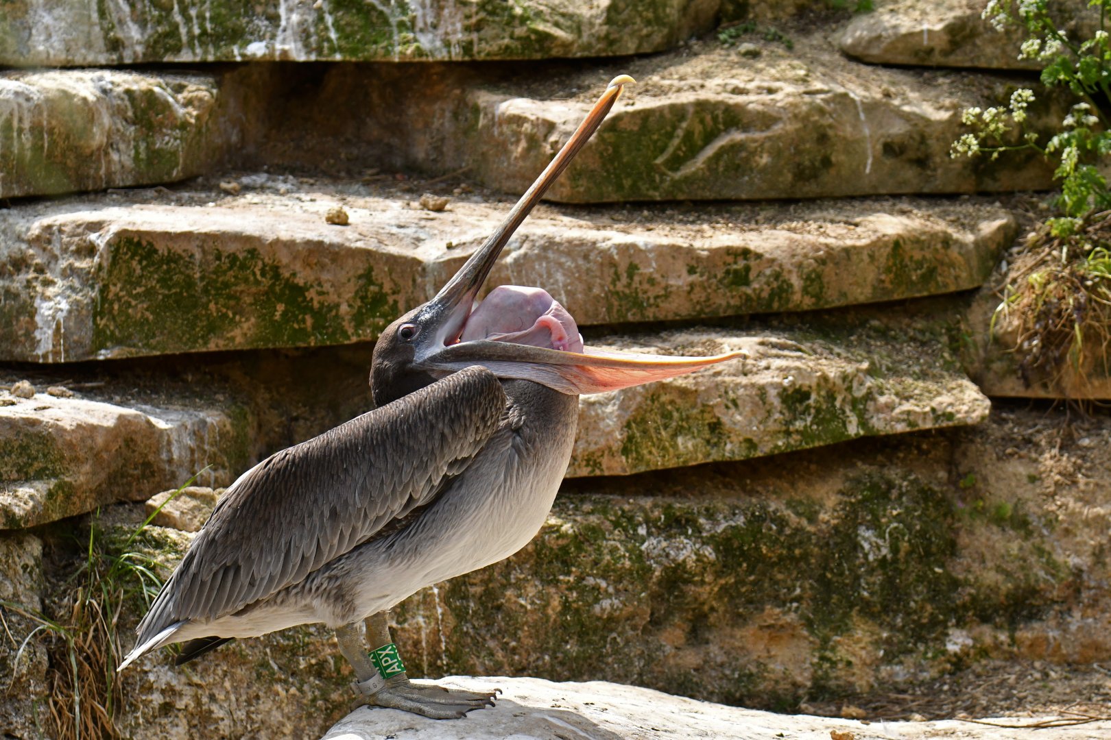 Brown pelican (Pelecanus occidentalis)