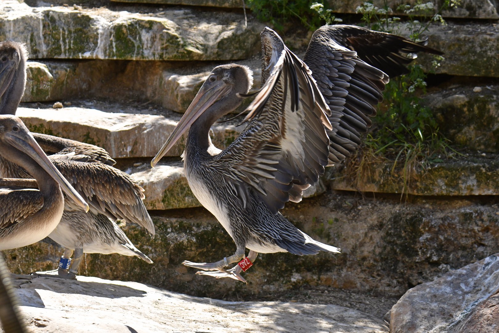 Brown pelican (Pelecanus occidentalis)