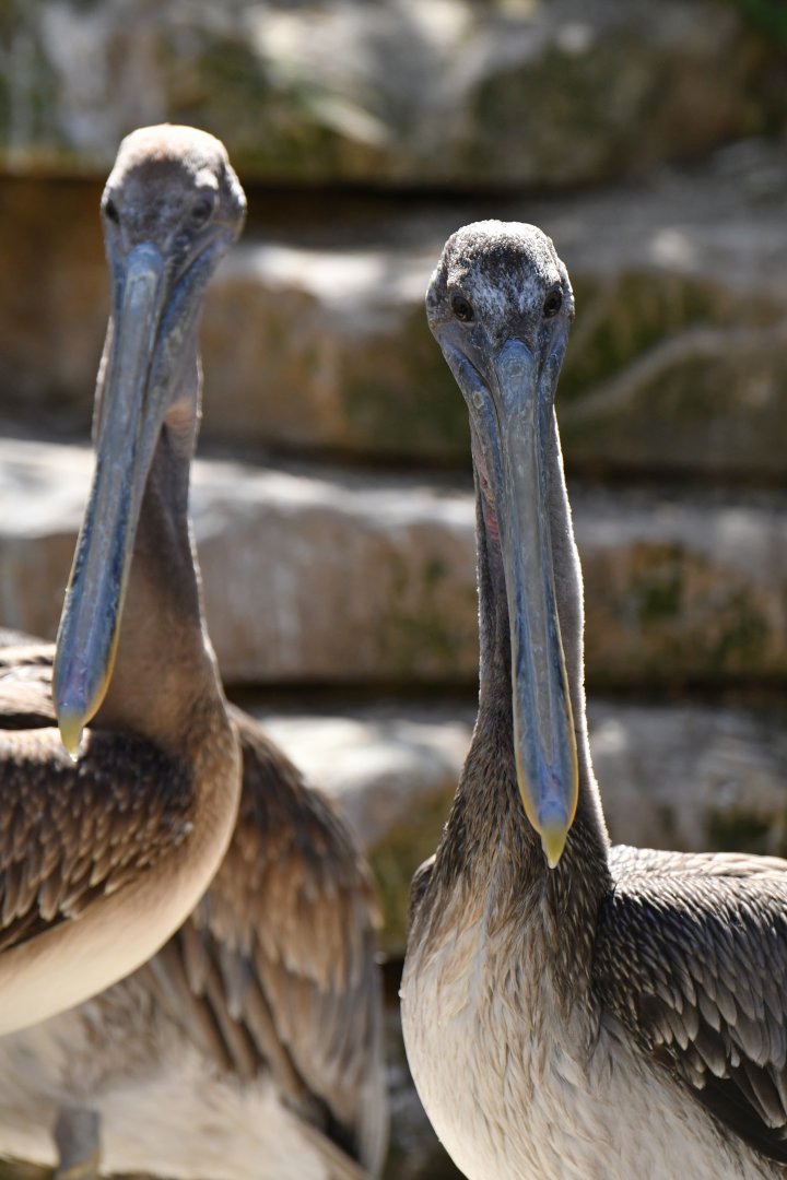 Brown pelican (Pelecanus occidentalis)
