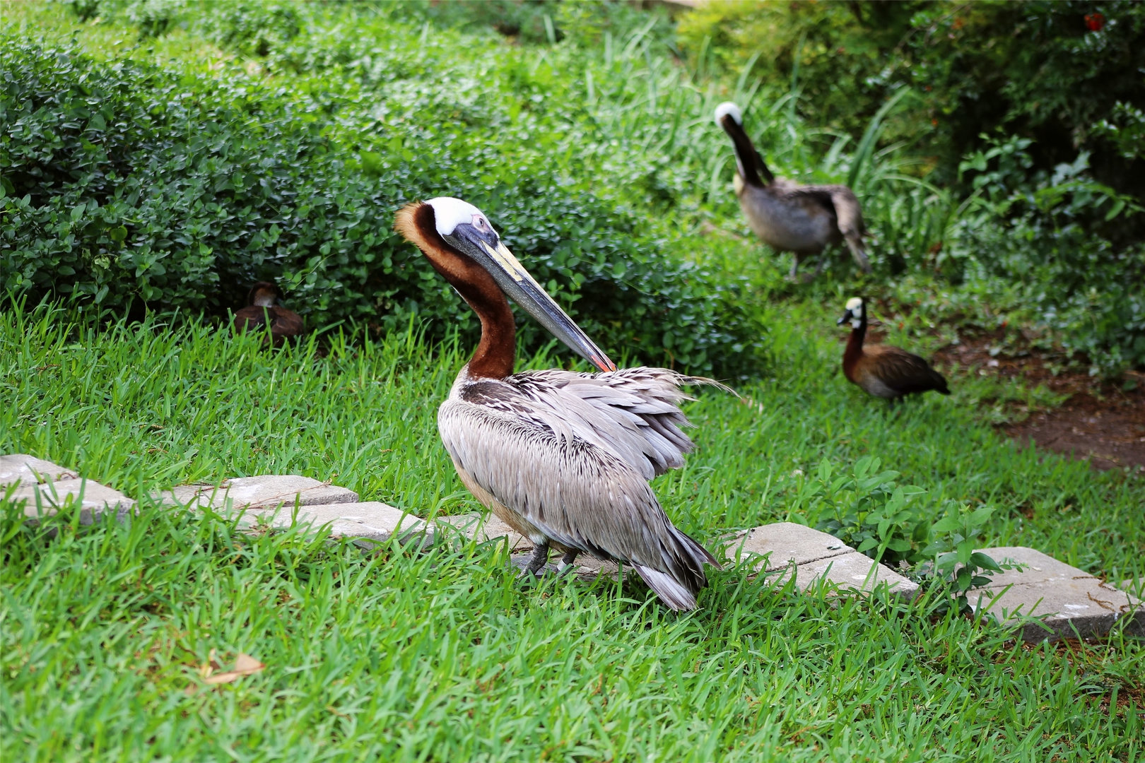 Brown Pelican (Pelecanus occidentalis)