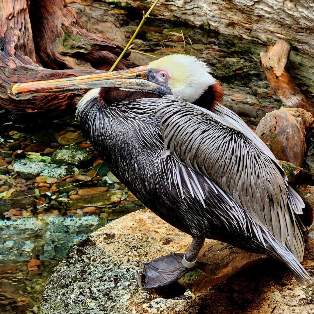 Brown Pelican (Pelecanus occidentalis)