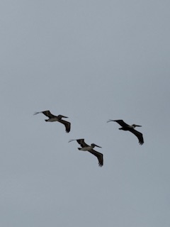 Brown pelican (Pelecanus occidentalis)