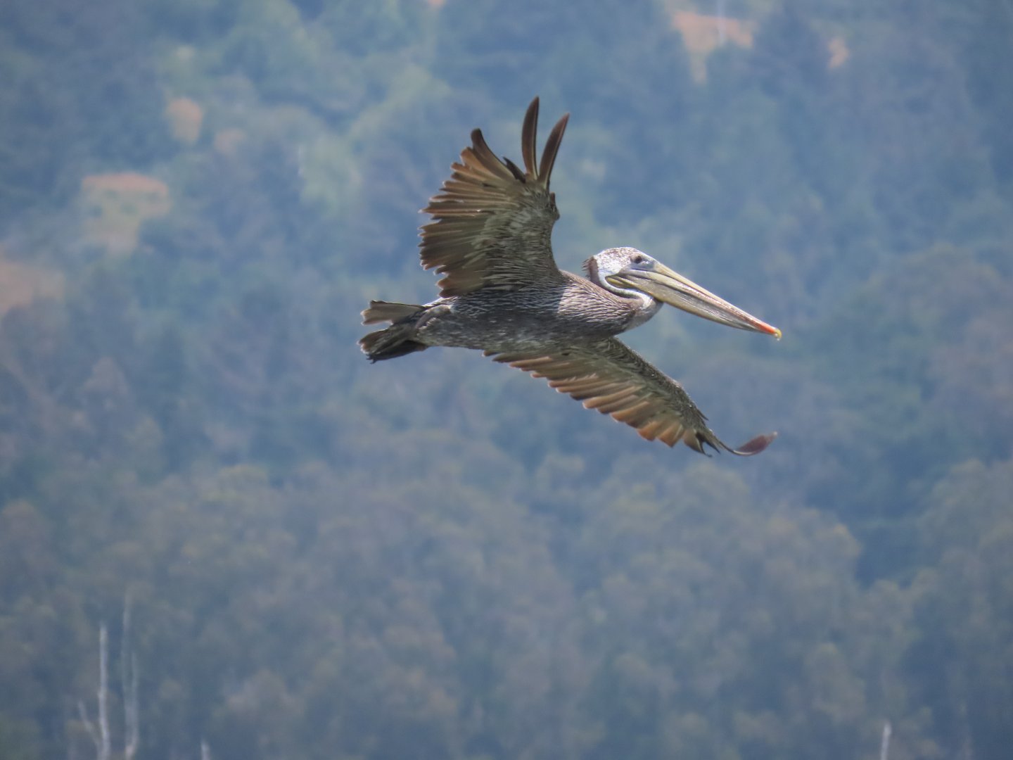 Brown Pelican (Pelecanus occidentalis)