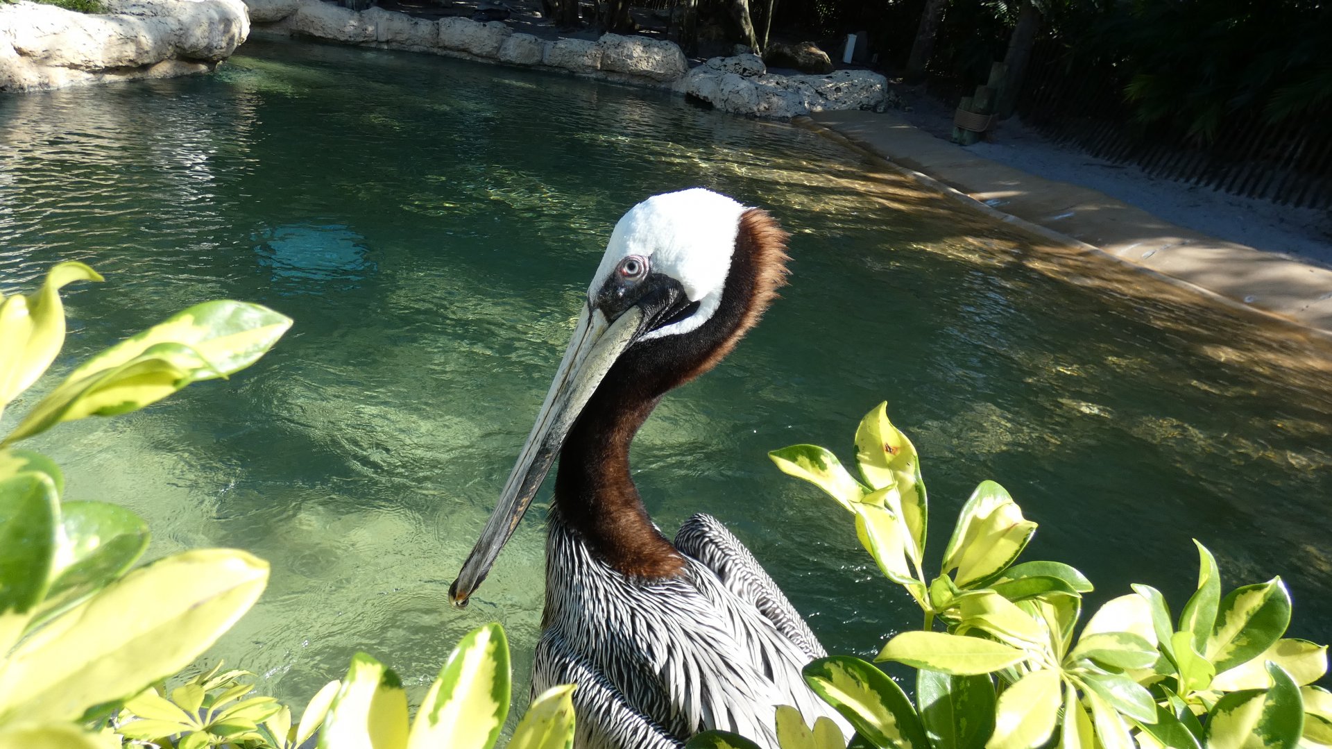 Brown Pelican, Pelican Preserve, Key West - Jan. 2022