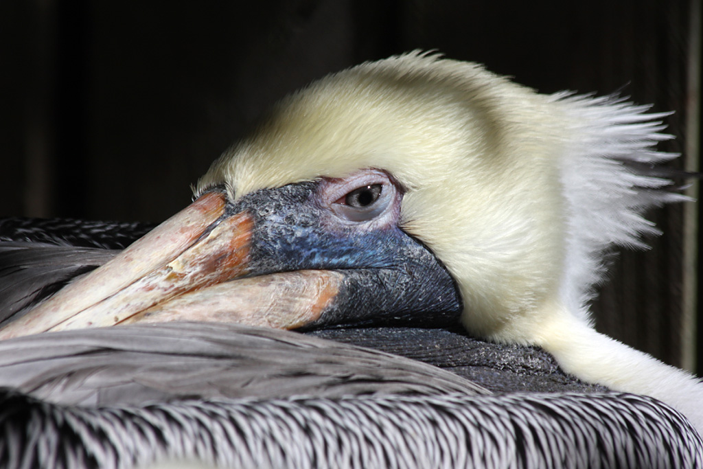 Brown Pelican, Redington Beach, Fl.