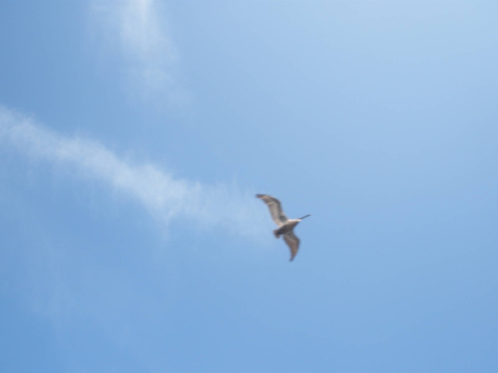 Brown Pelican, Sanibel Island FL 2012