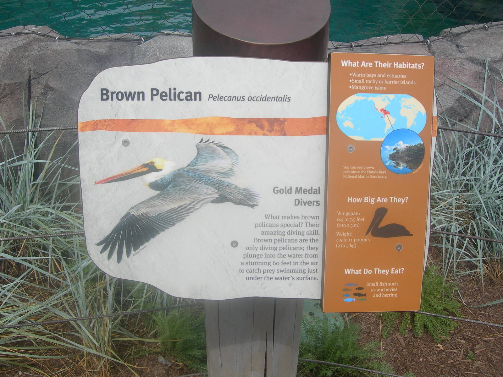 Brown Pelican Sign