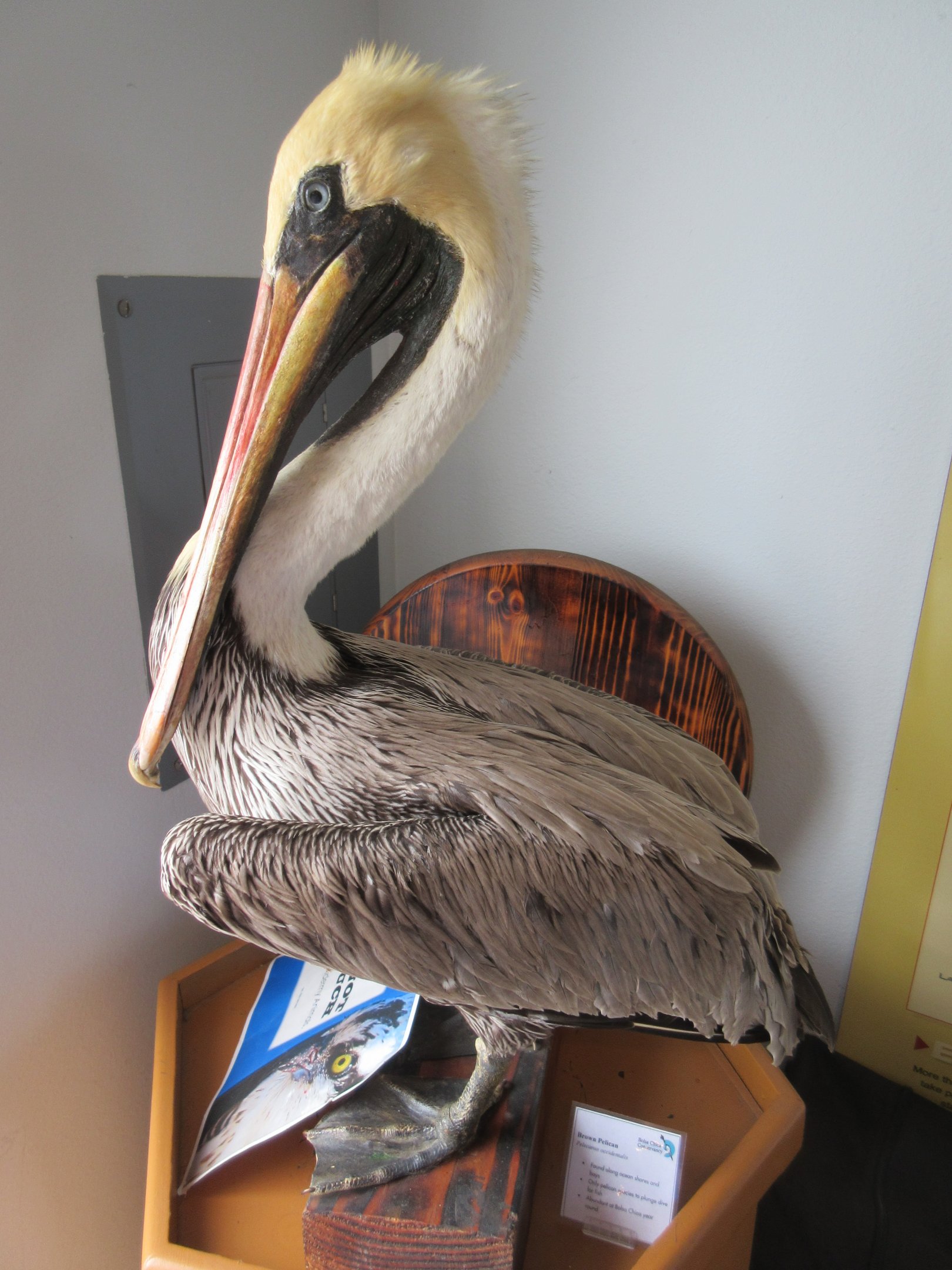 Brown Pelican (Taxidermy Specimen)