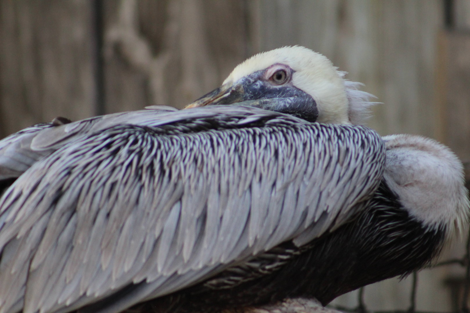 Brown Pelican - Wild Texas!