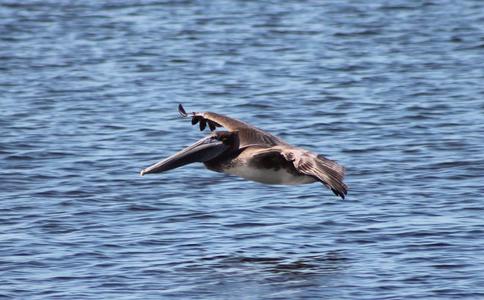 Brown pelican young