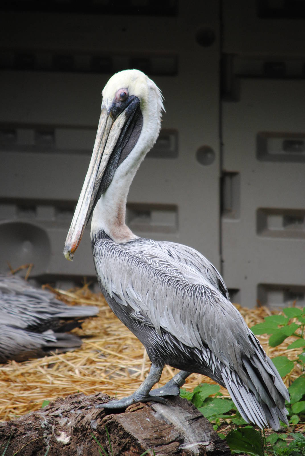 Brown Pelican