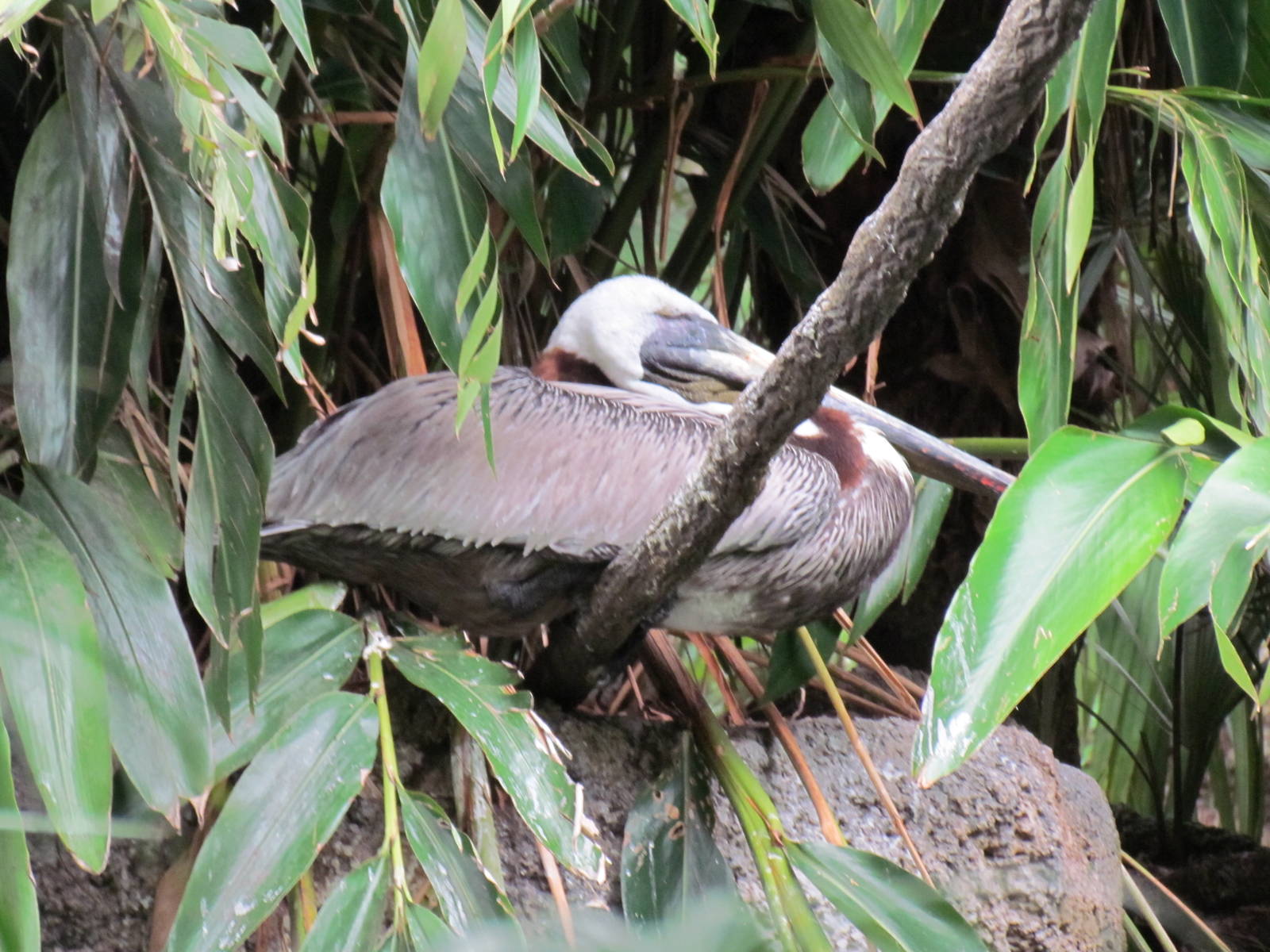 Brown Pelican