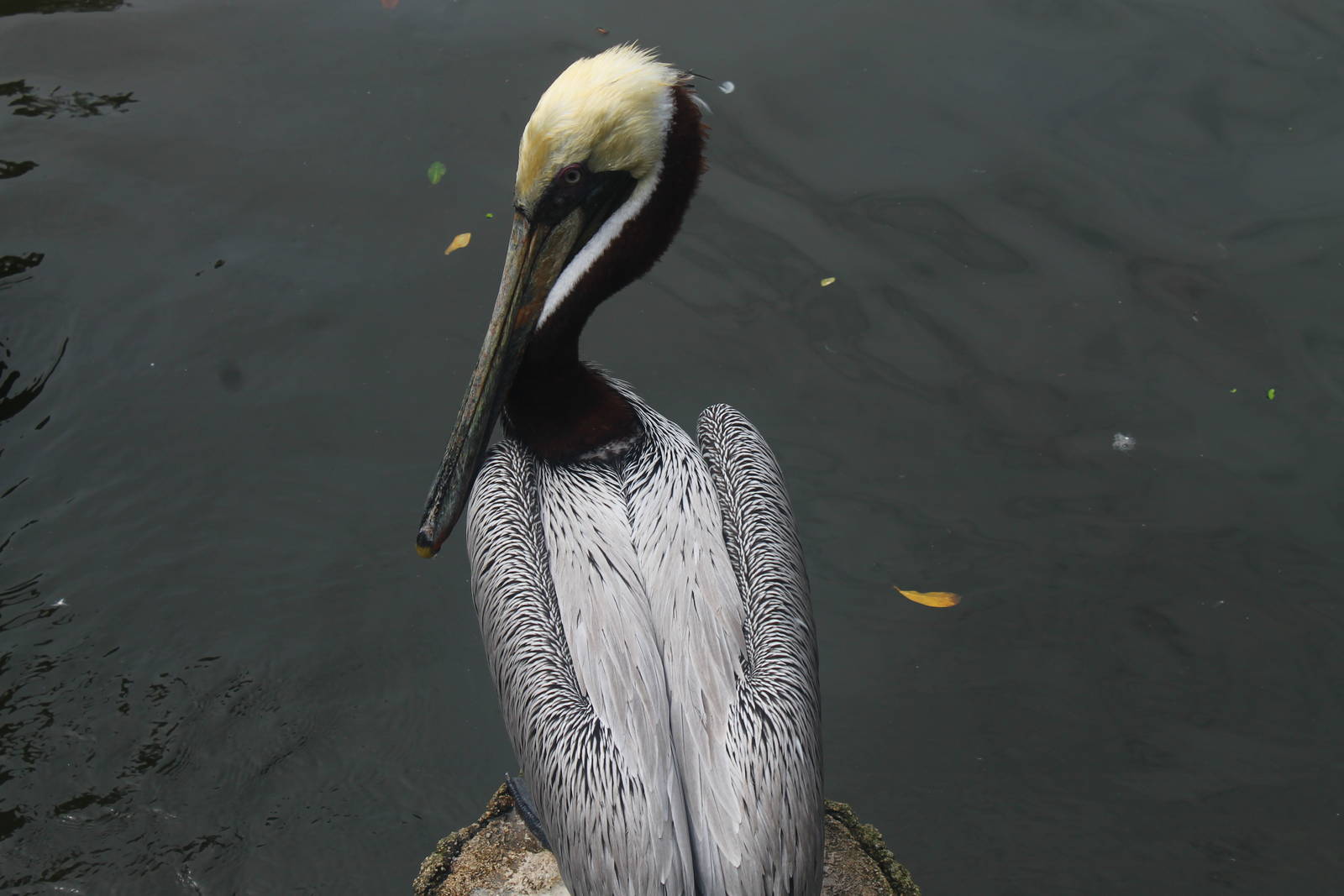 Brown Pelican