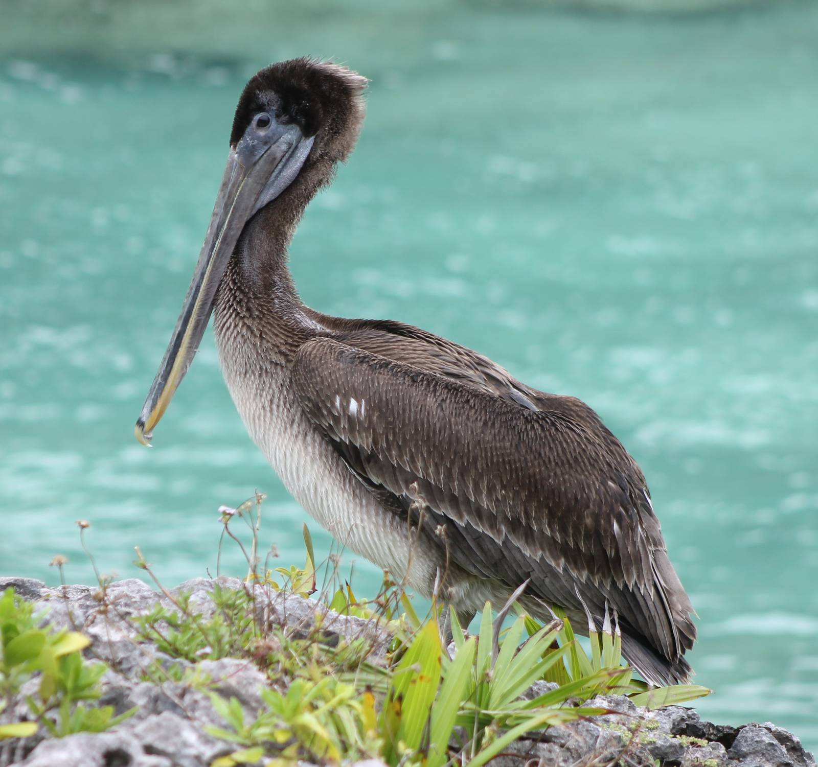 Brown pelican