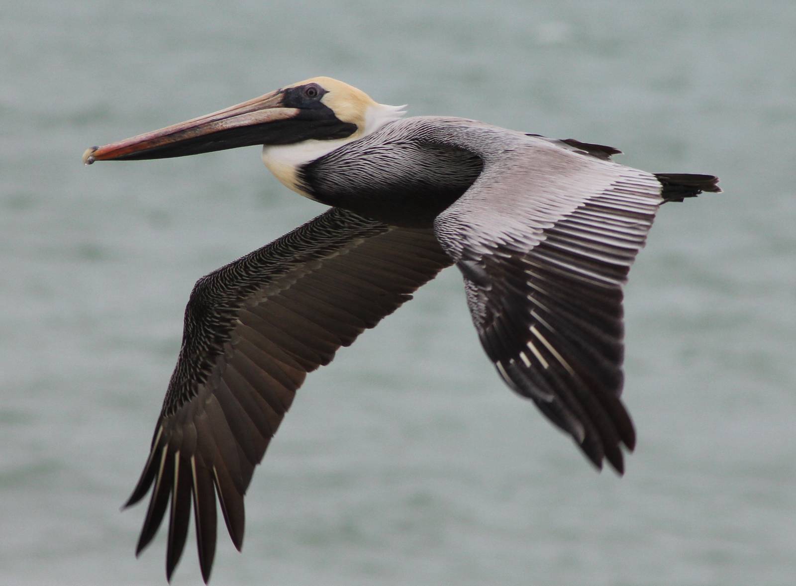 Brown pelican