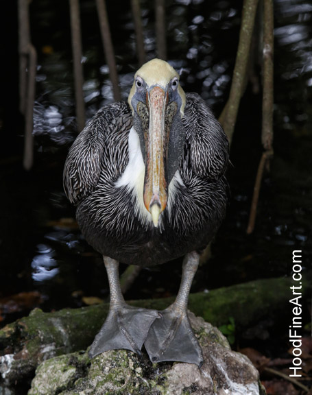 brown pelican
