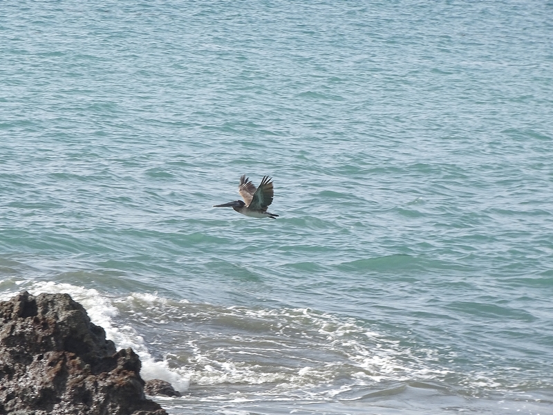 Brown Pelican