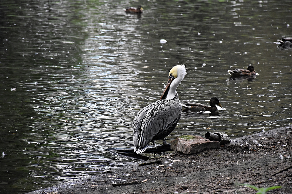 Brown pelican