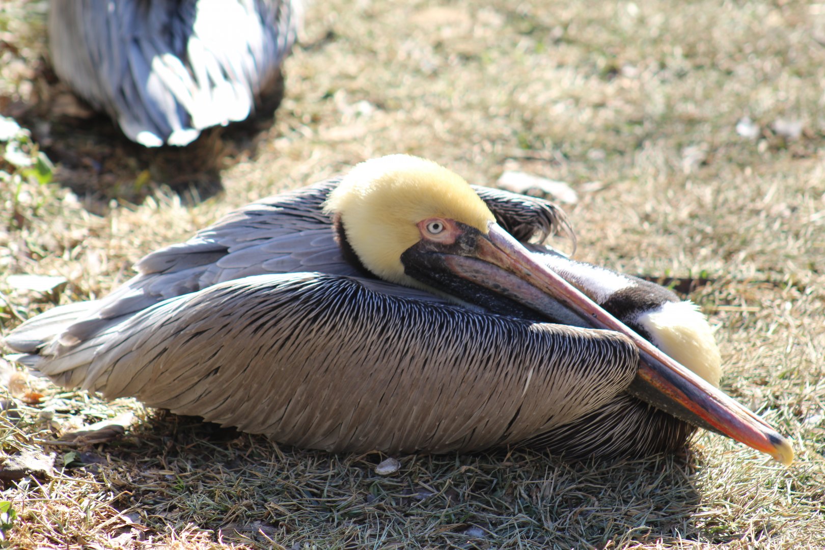 Brown Pelican